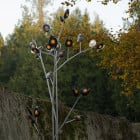 Bocci 16 Tree Exterior Floor Lights