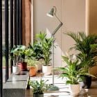 Anglepoise Original 1227 Floor Lamp National Trust Sage Green