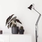 Anglepoise Original 1227 Floor Lamp Jet Black Beside Shelf